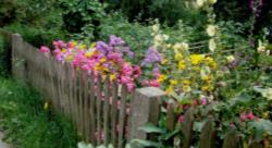 Bauerngarten, Fichtelgebirge, Stockrosen